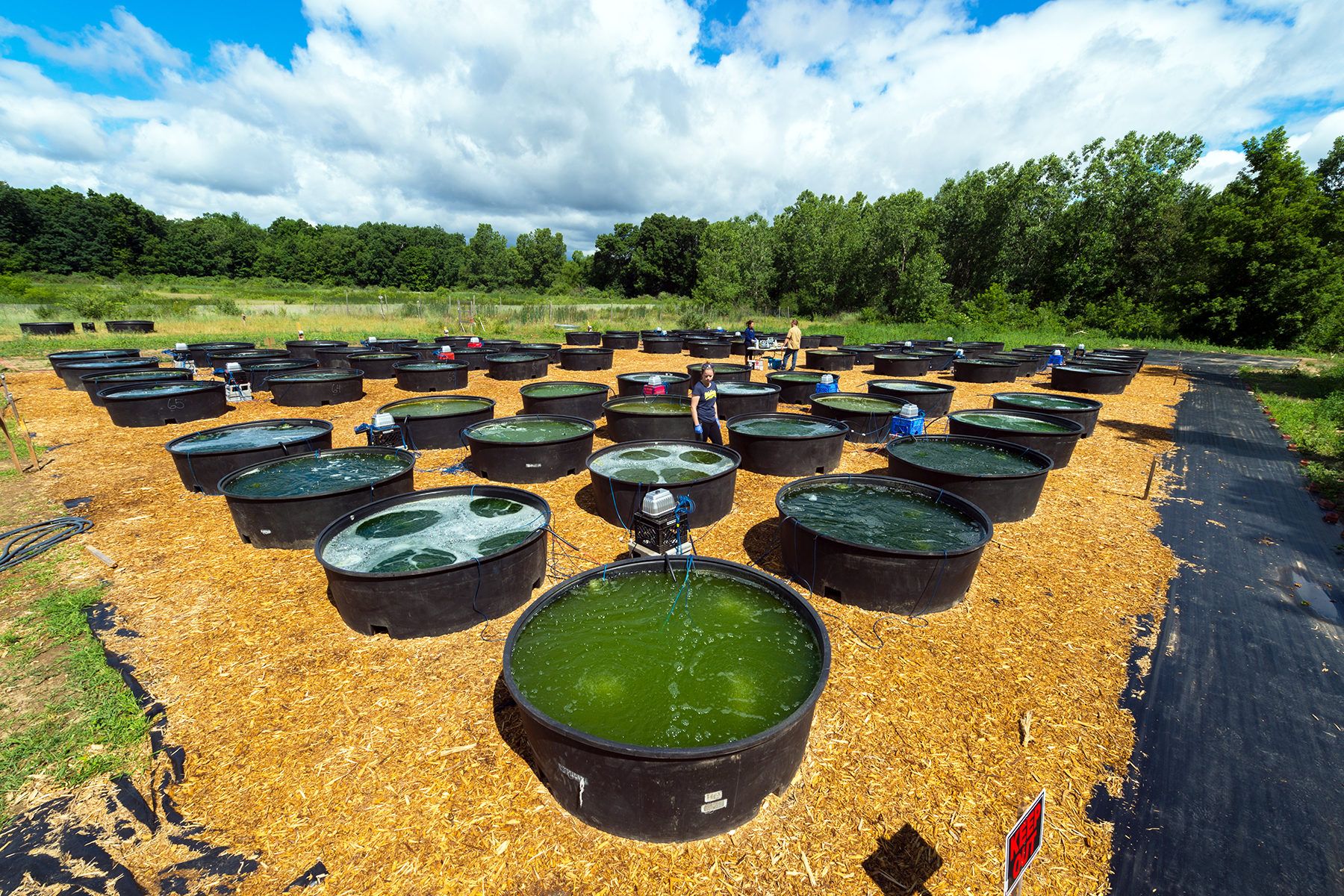 An algae farm